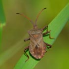 shield bug